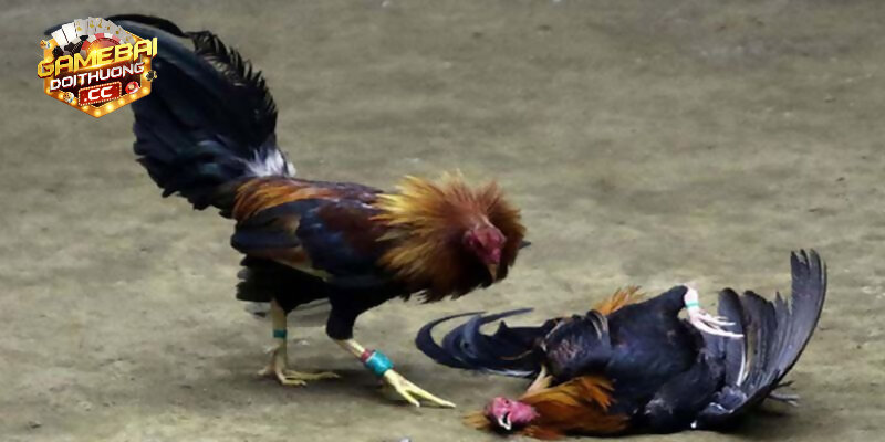 Các loại giống gà chọi