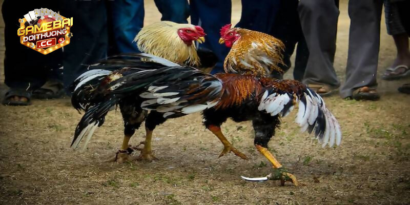 Điều kiện để đăng ký đá gà cựa dao trực tiếp